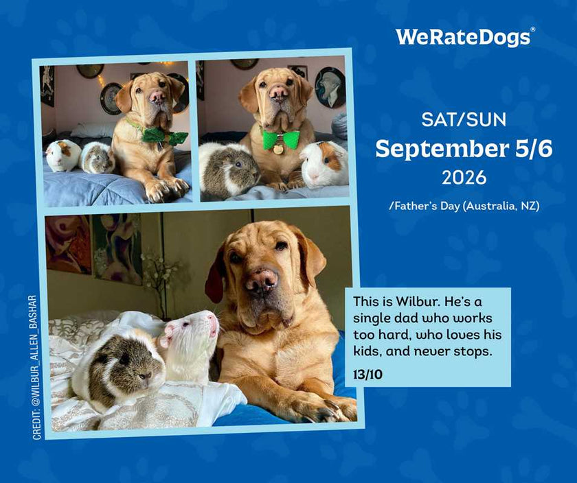 WeRateDogs 2026 Day-to-Day Calendar by Matt  Nelson
