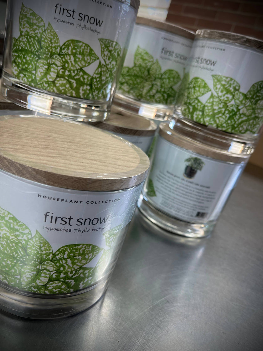 Houseplant | Painted Leaf | Coleus