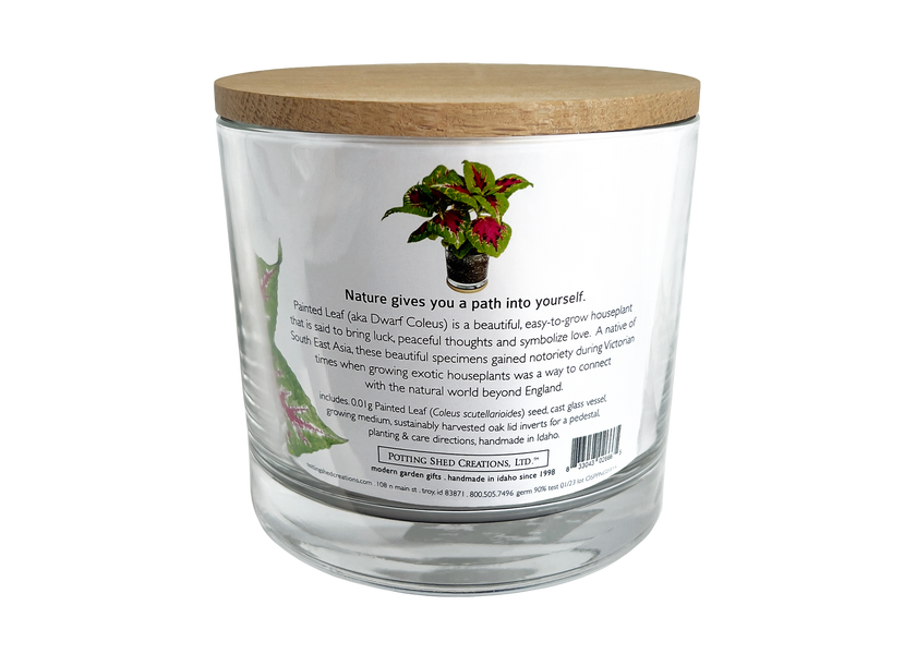 Houseplant | Painted Leaf | Coleus