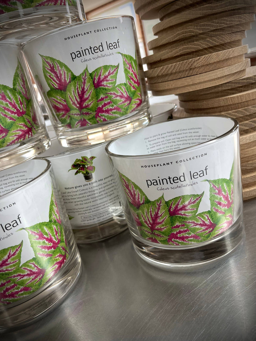 Houseplant | Painted Leaf | Coleus