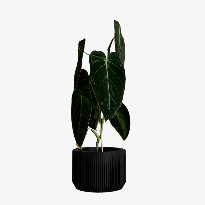Praha Indoor Planter with Tray
