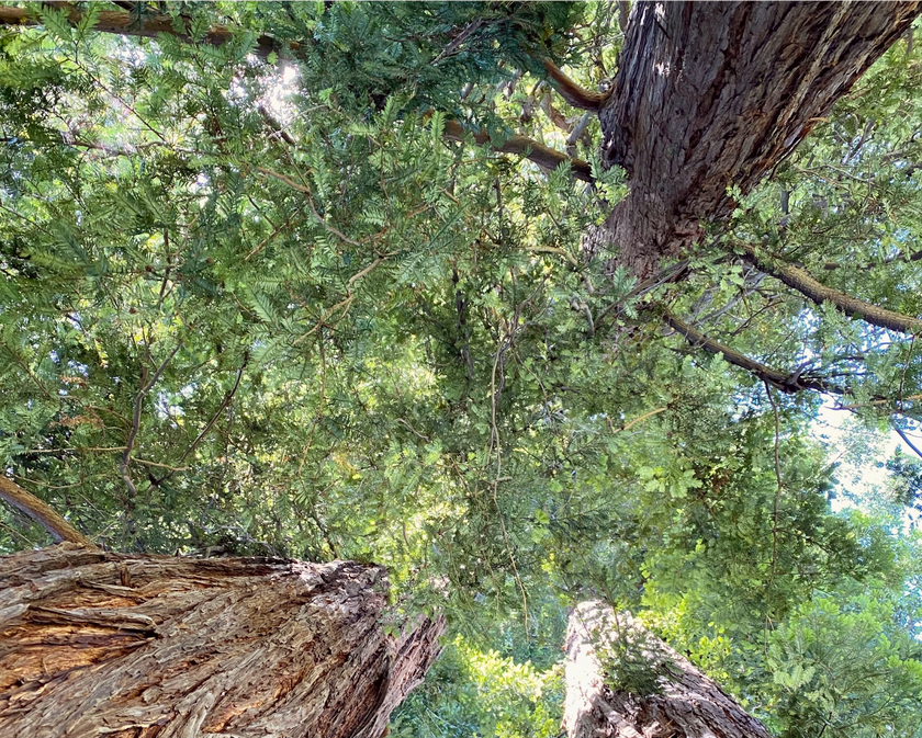 Scent No 04 — Clean Candle Refill