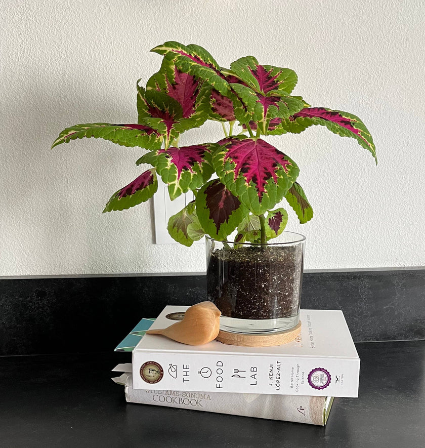 Houseplant | Painted Leaf | Coleus