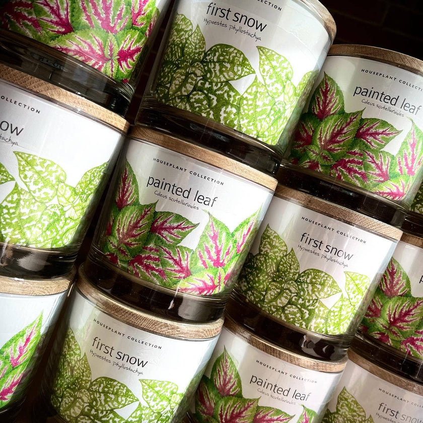 Houseplant | Painted Leaf | Coleus