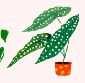 GARDEN PARTY - Birthday Card