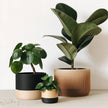 Praha Indoor Planter