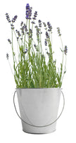 Garden in a Bag | Lavender