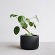Praha Indoor Planter with Tray