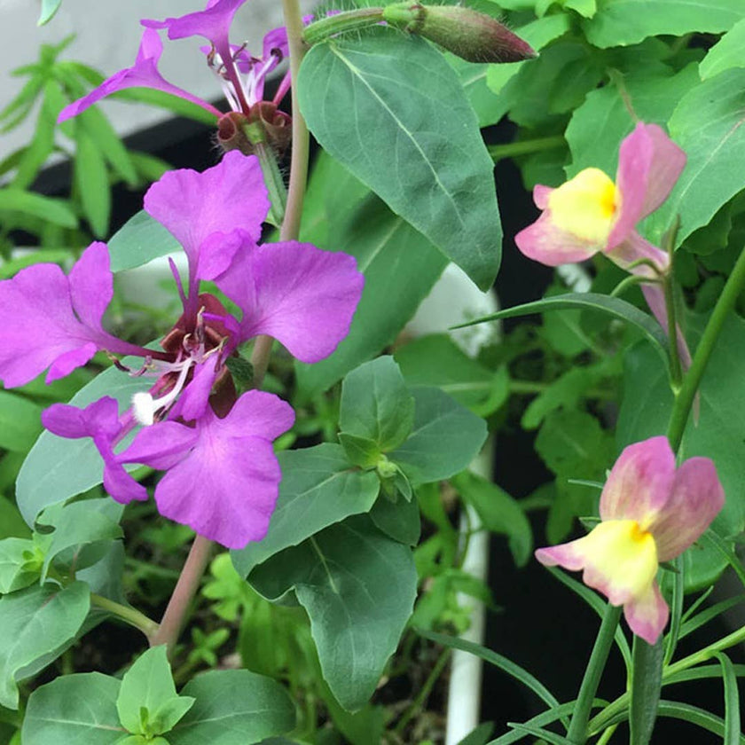 You can always be the hoe - Seed Paper Card