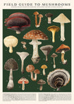 Mushrooms Puzzle – 500 Pc Tube with Vintage Illustrations
