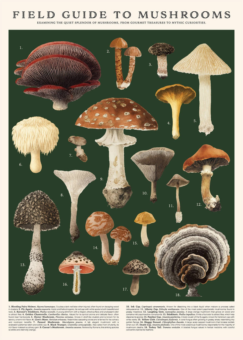Mushrooms Puzzle – 500 Pc Tube with Vintage Illustrations