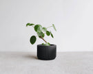 Praha Indoor Planter