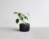 Praha Indoor Planter