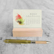 2025 Mini Desk Calendar, Tillandsia