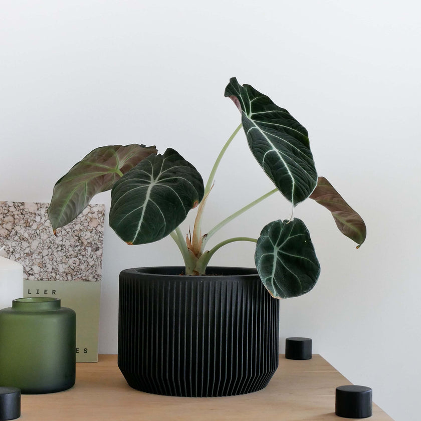 Praha Indoor Planter with Tray
