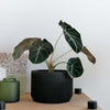 Praha Indoor Planter with Tray