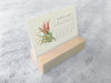 2025 Mini Desk Calendar, Tillandsia