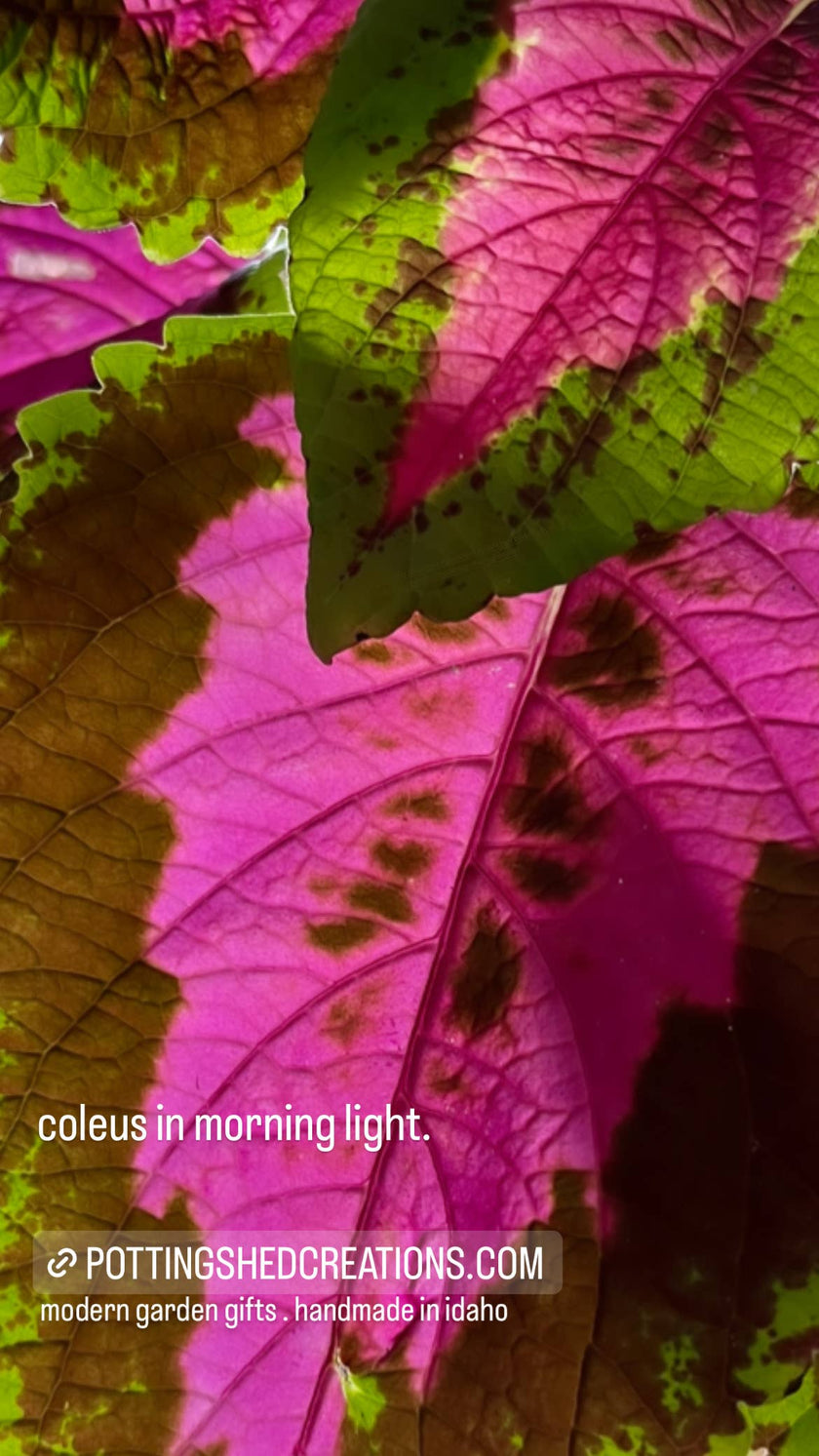 Houseplant | Painted Leaf | Coleus