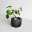 Praha Indoor Planter with Tray