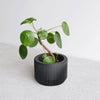 Praha Indoor Planter with Tray
