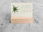 2025 Mini Desk Calendar, Tillandsia