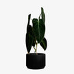 Praha Indoor Planter with Tray