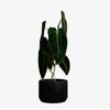 Praha Indoor Planter with Tray