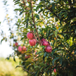 Apple Balsamic Vinegar