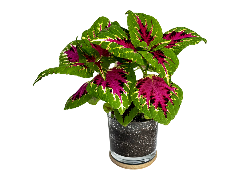 Houseplant | Painted Leaf | Coleus