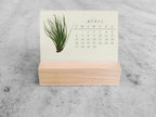 2025 Mini Desk Calendar, Tillandsia