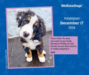 WeRateDogs 2026 Day-to-Day Calendar by Matt  Nelson