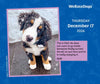 WeRateDogs 2026 Day-to-Day Calendar by Matt  Nelson