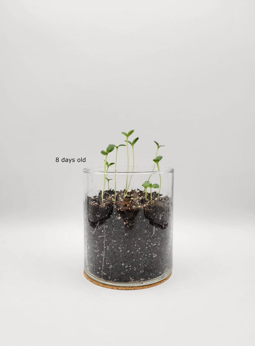 Happy Birthday | Flower Garden