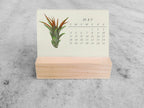 2025 Mini Desk Calendar, Tillandsia