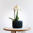 Praha Indoor Planter with Tray