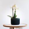 Praha Indoor Planter with Tray