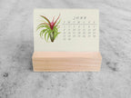 2025 Mini Desk Calendar, Tillandsia