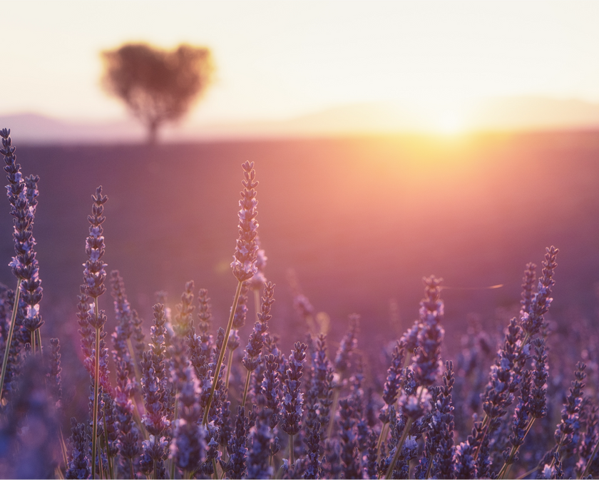 Scent No 05 — Clean Candle Refill