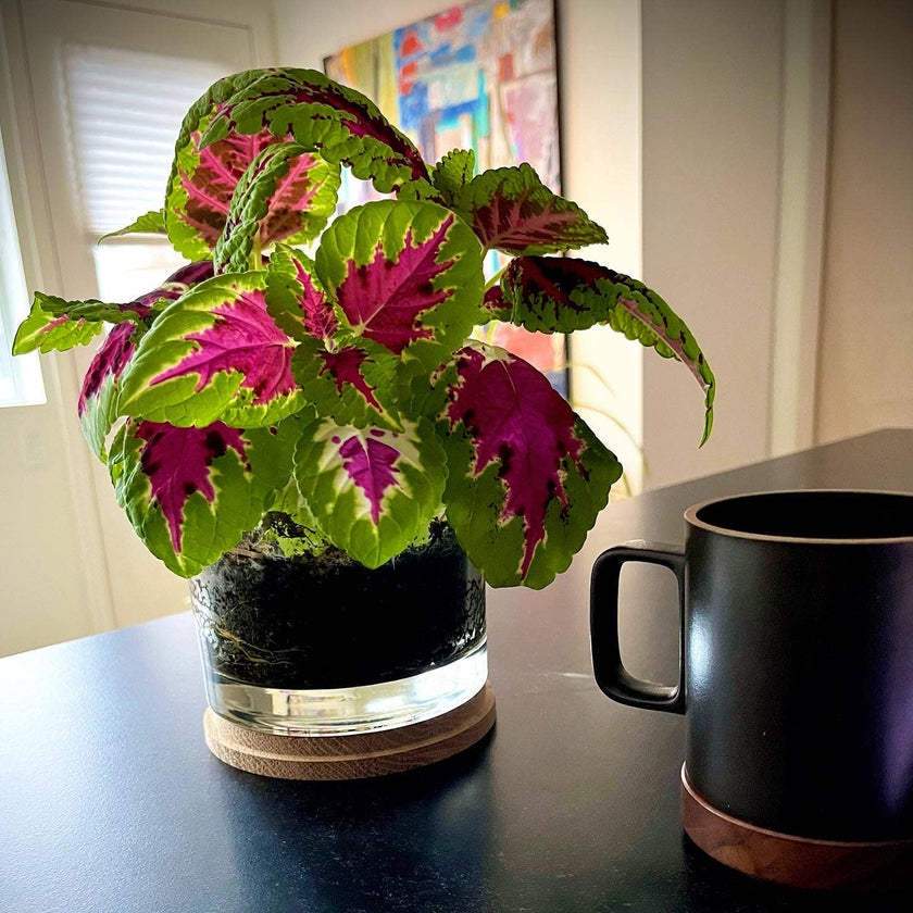 Houseplant | Painted Leaf | Coleus