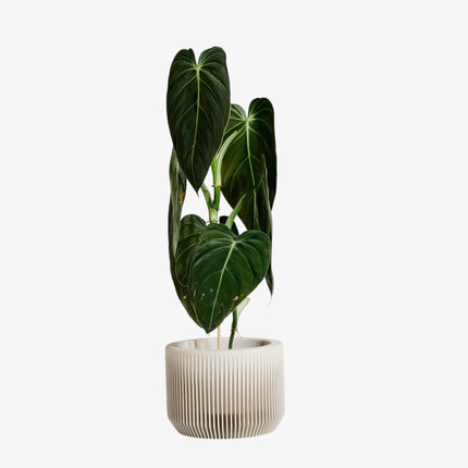 Praha Indoor Planter with Tray