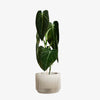 Praha Indoor Planter with Tray