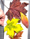 Nov 14 - Fall Leaves Notecards Workshop